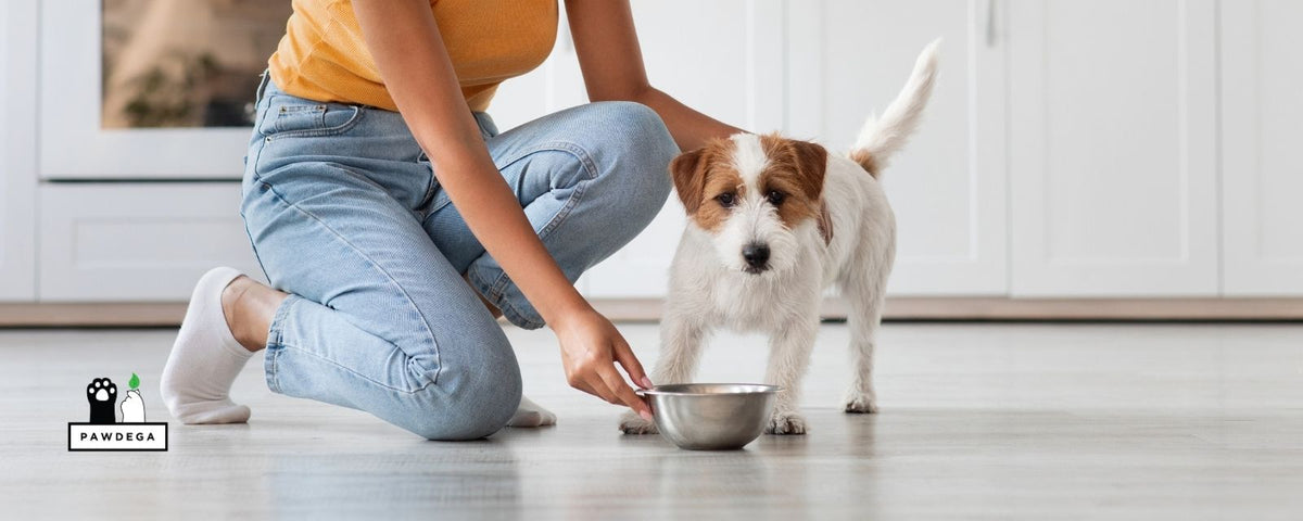 Woman feeding a dog a bowl of kibble in a bright kitchen