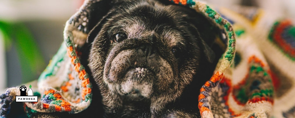 Wrinkled Pug Dog Wrapped in Colorful Blanket