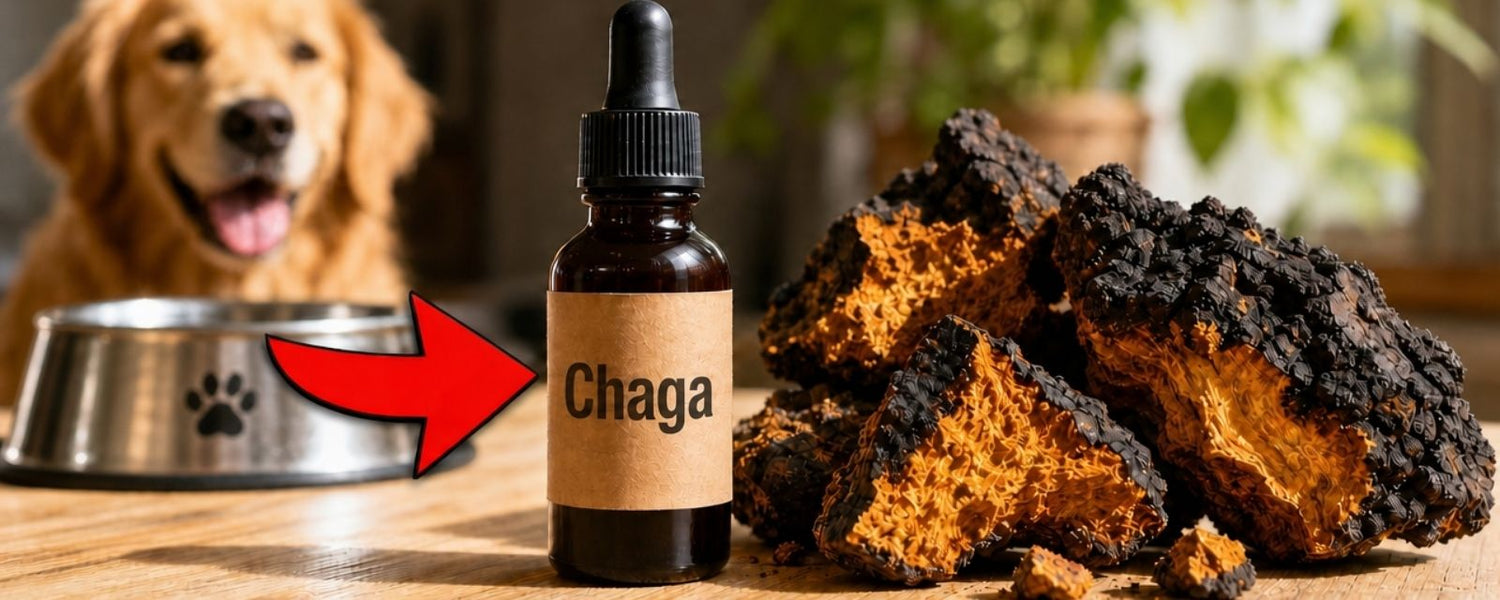 Chaga Mushroom for Dogs: What It Supports and How to Use It Safely