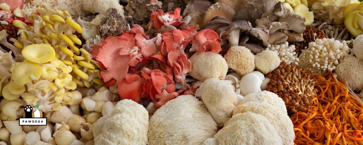 How to Choose a Mushroom Supplement for Dogs