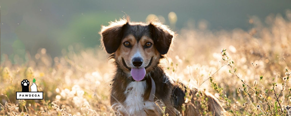 Happy healthy dog with tongue out standing in a sunlit golden field, illustrating digestive enzymes for dogs and gut health