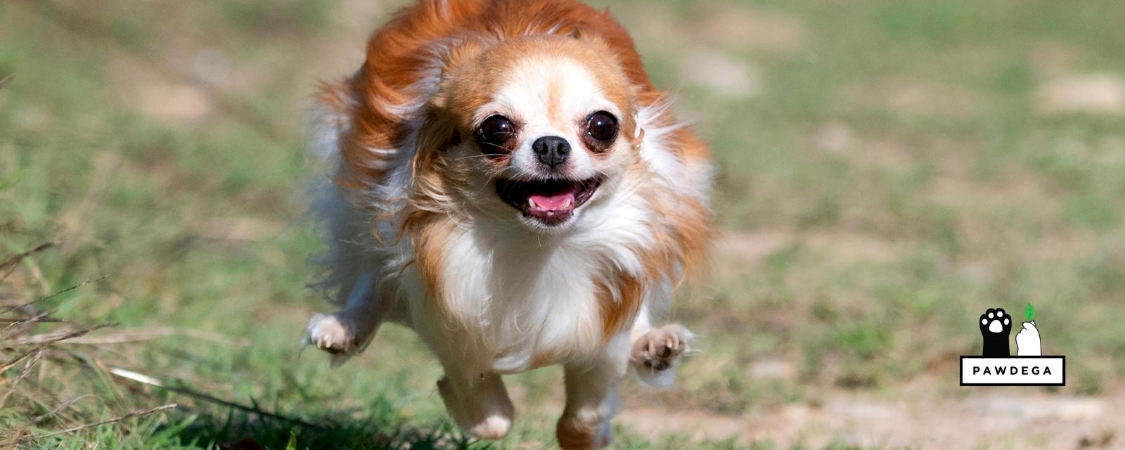 Luxating Patella in Dogs Without Surgery: What Actually Helps