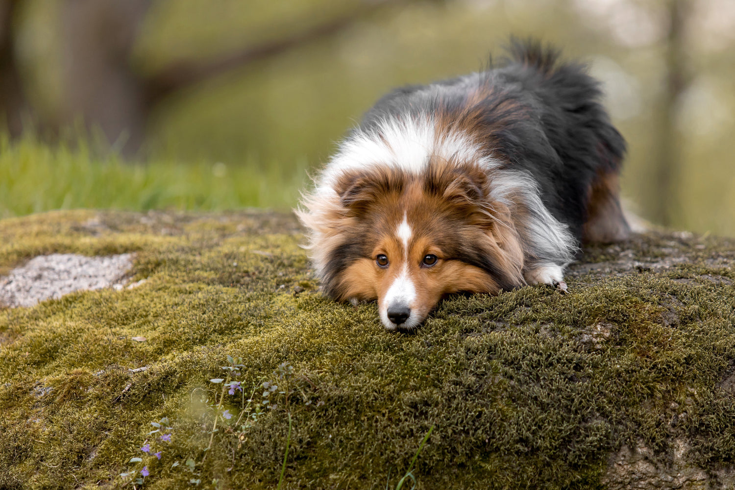 Yeast Die-Off in Dogs: Why Your Dog Gets Worse Before Better