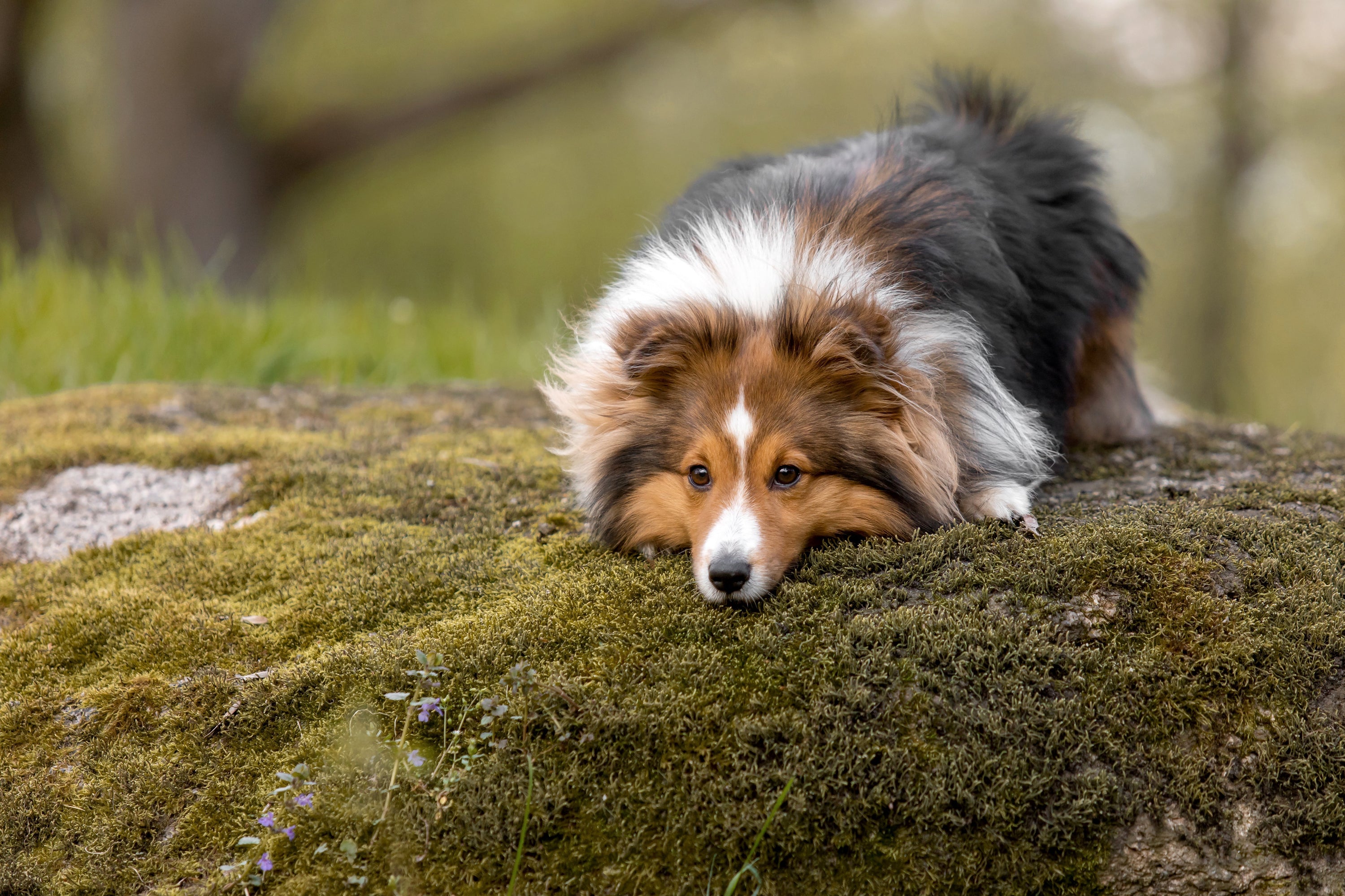 Yeast Die-Off in Dogs: Why Your Dog Gets Worse Before Better