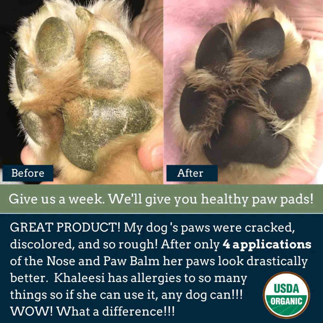 4-legger healing balm usda certified organic healing balm for dog nose and paw pads before and after photo
