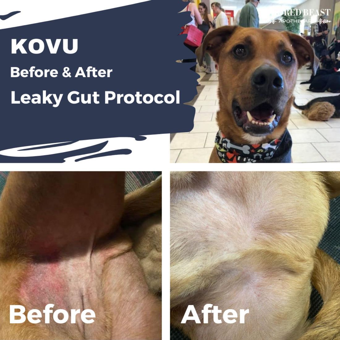 Adored Beast Leaky Gut protocol Before and after photo
