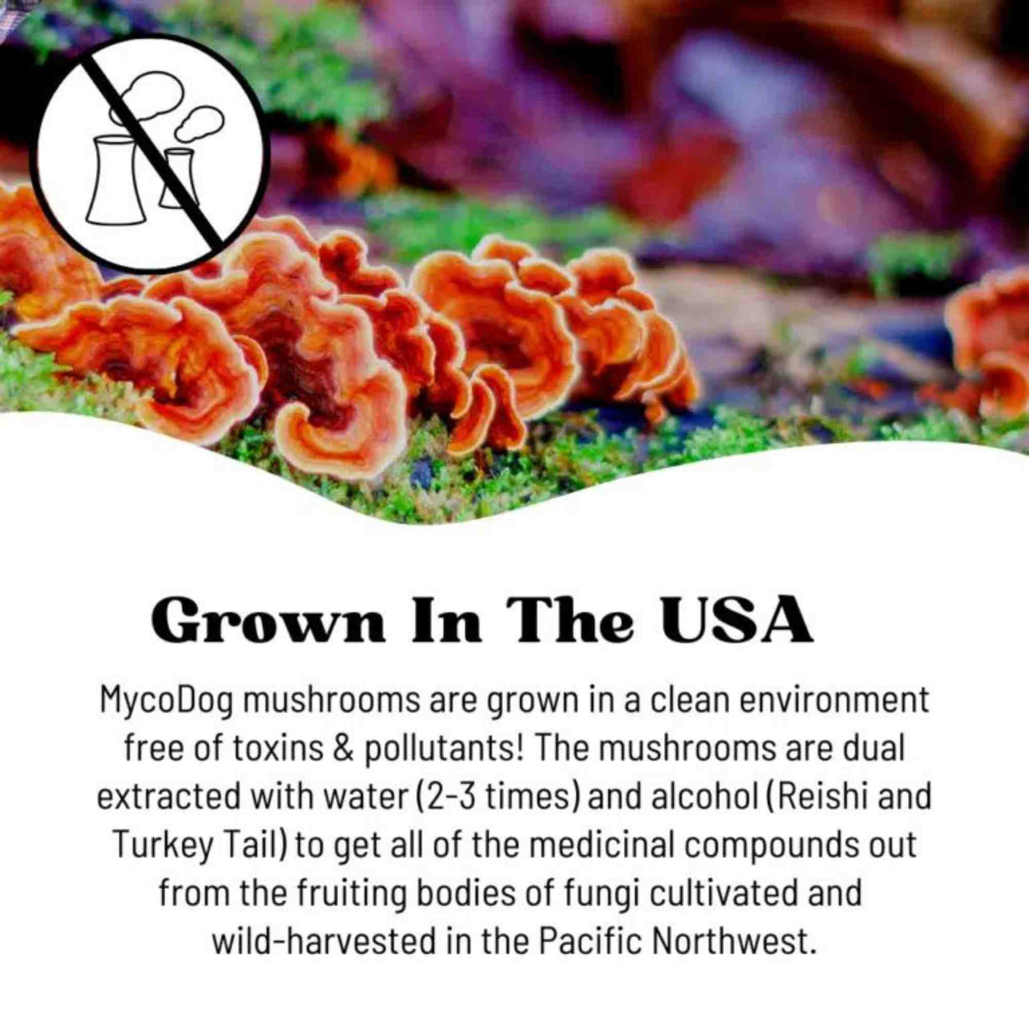 Breathe Mushrooms by mycodog - where is grown? in the USA