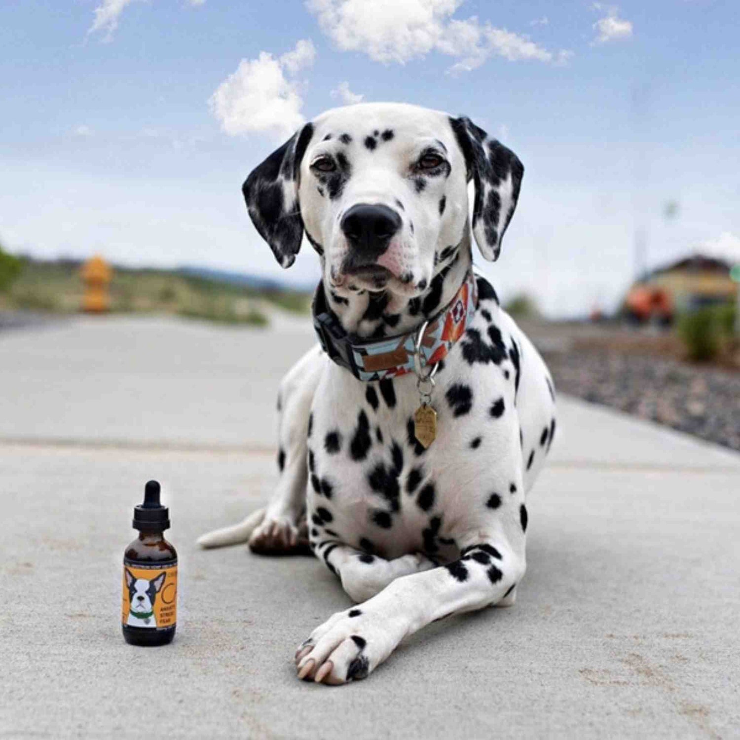 CALM Bottle with Dalmatian Dog