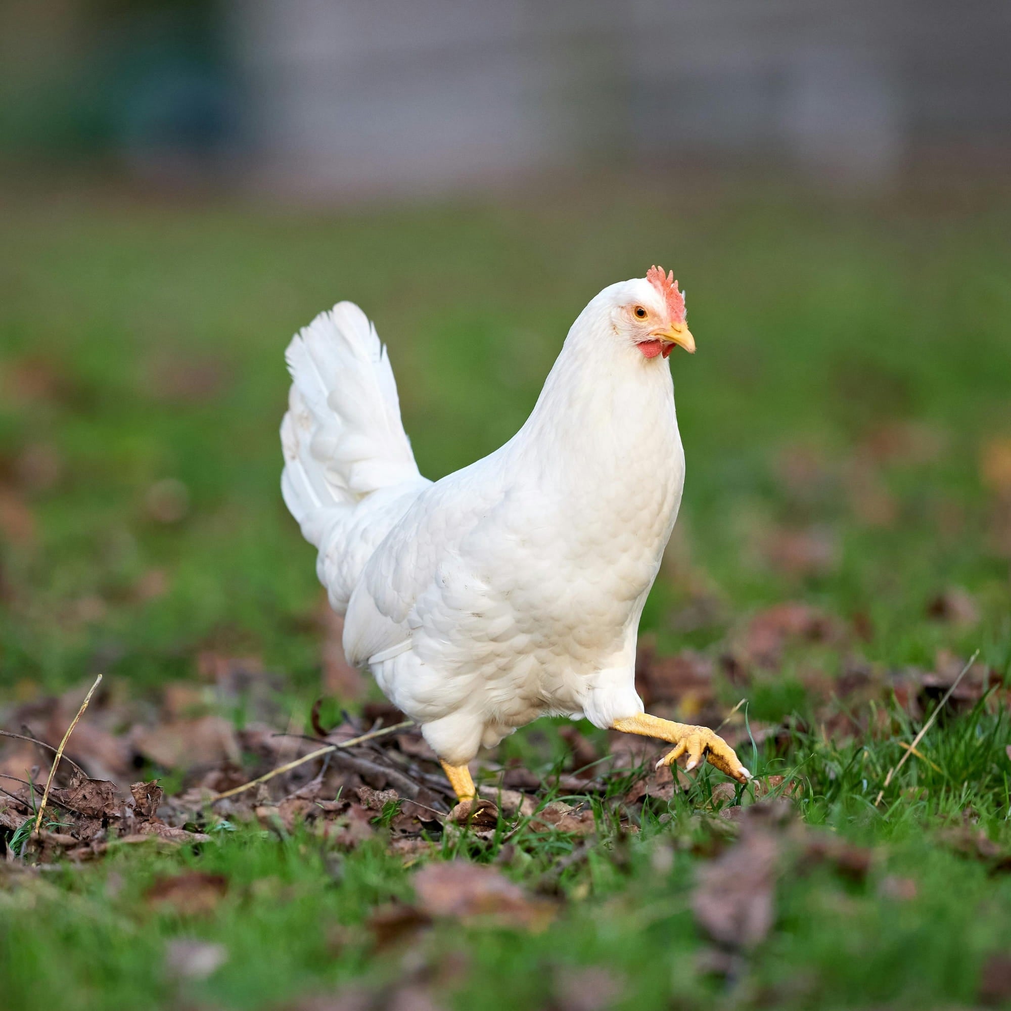 White chicken standing on grass with a blurred background