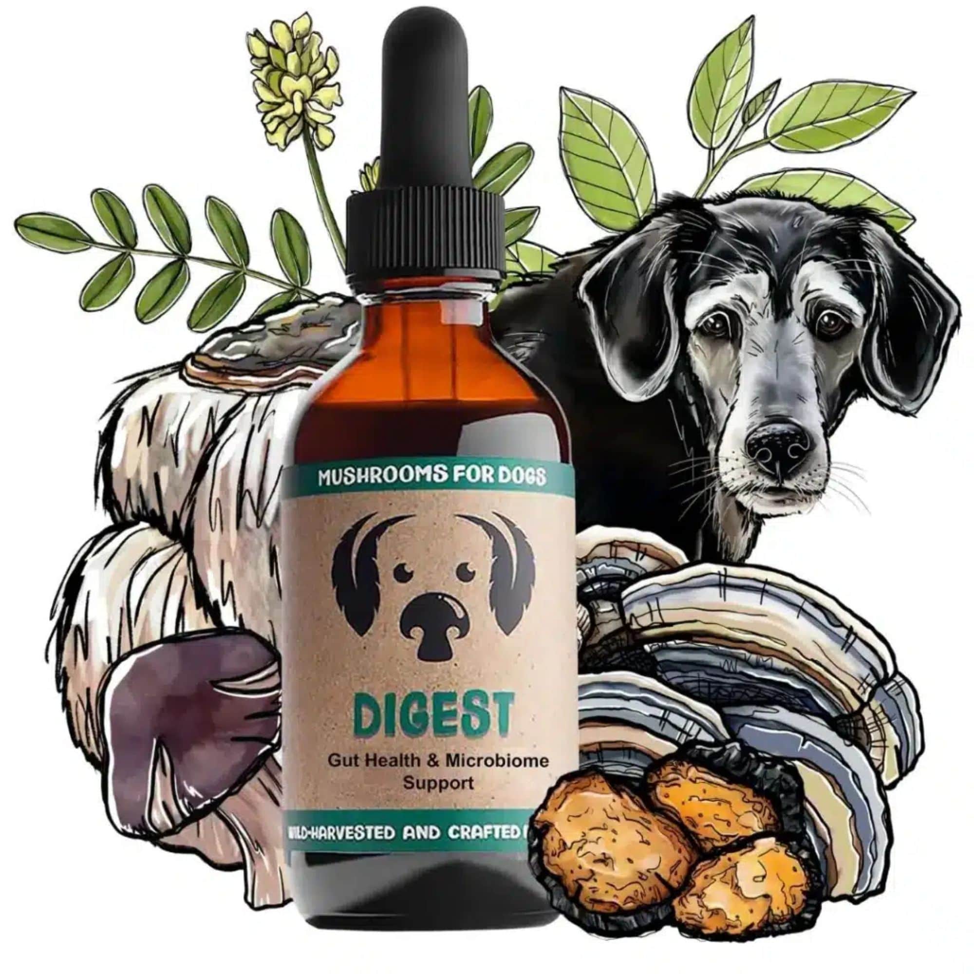 MycoDog Digest Mushrooms for Gut Health &amp; Microbiome Support Bottle