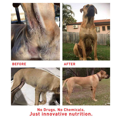 Faith Cleanse and Detox  before and after dog