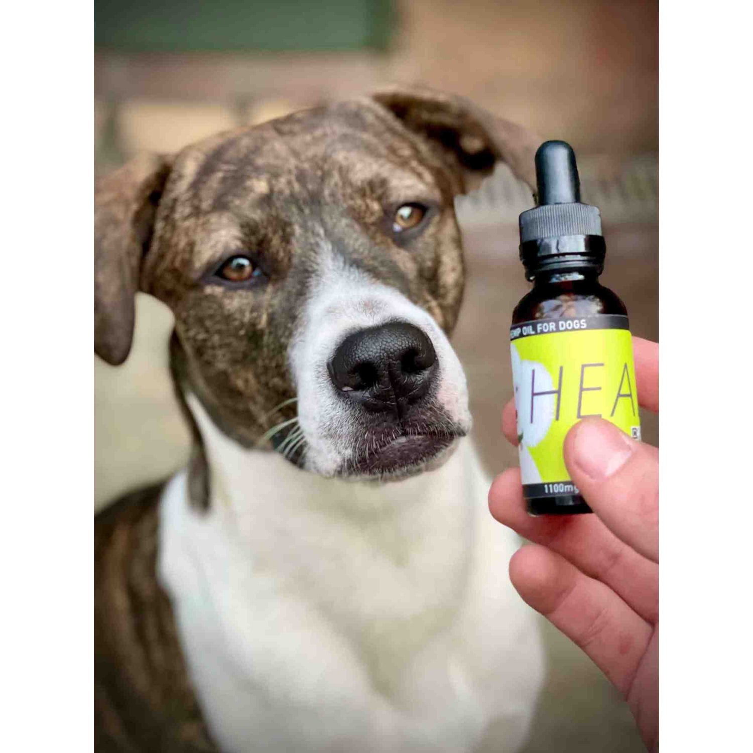 Heal bottle with dog