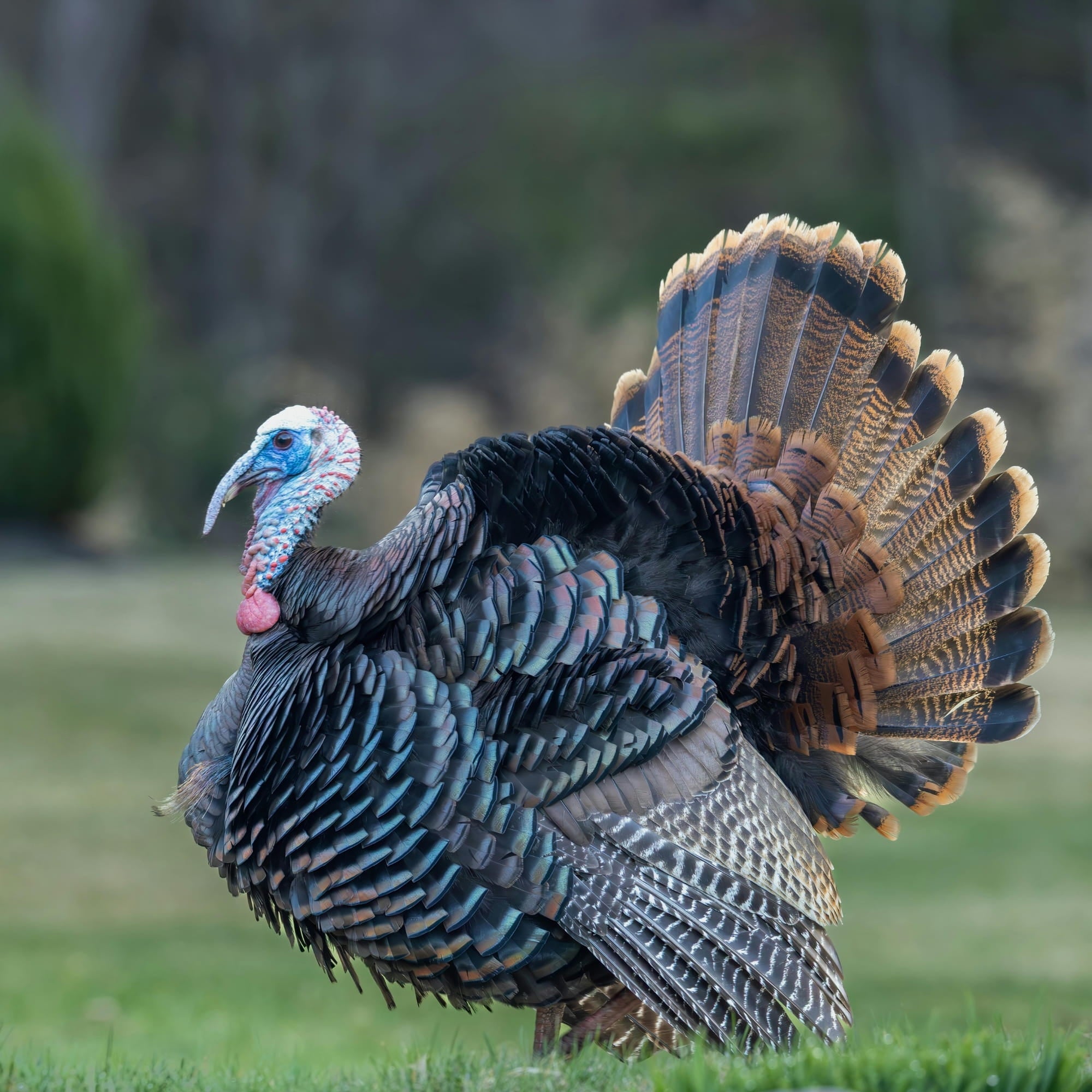 Turkey with a colorful tail standing on grass