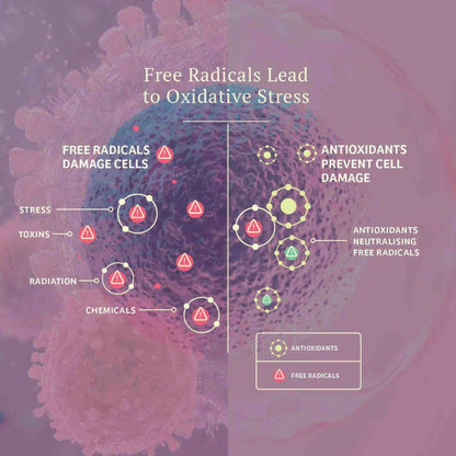 Vital Defense Infogragh on how Free Radicals can lead to Oxidative Stress and how antioxidants help to neutralize free radicals