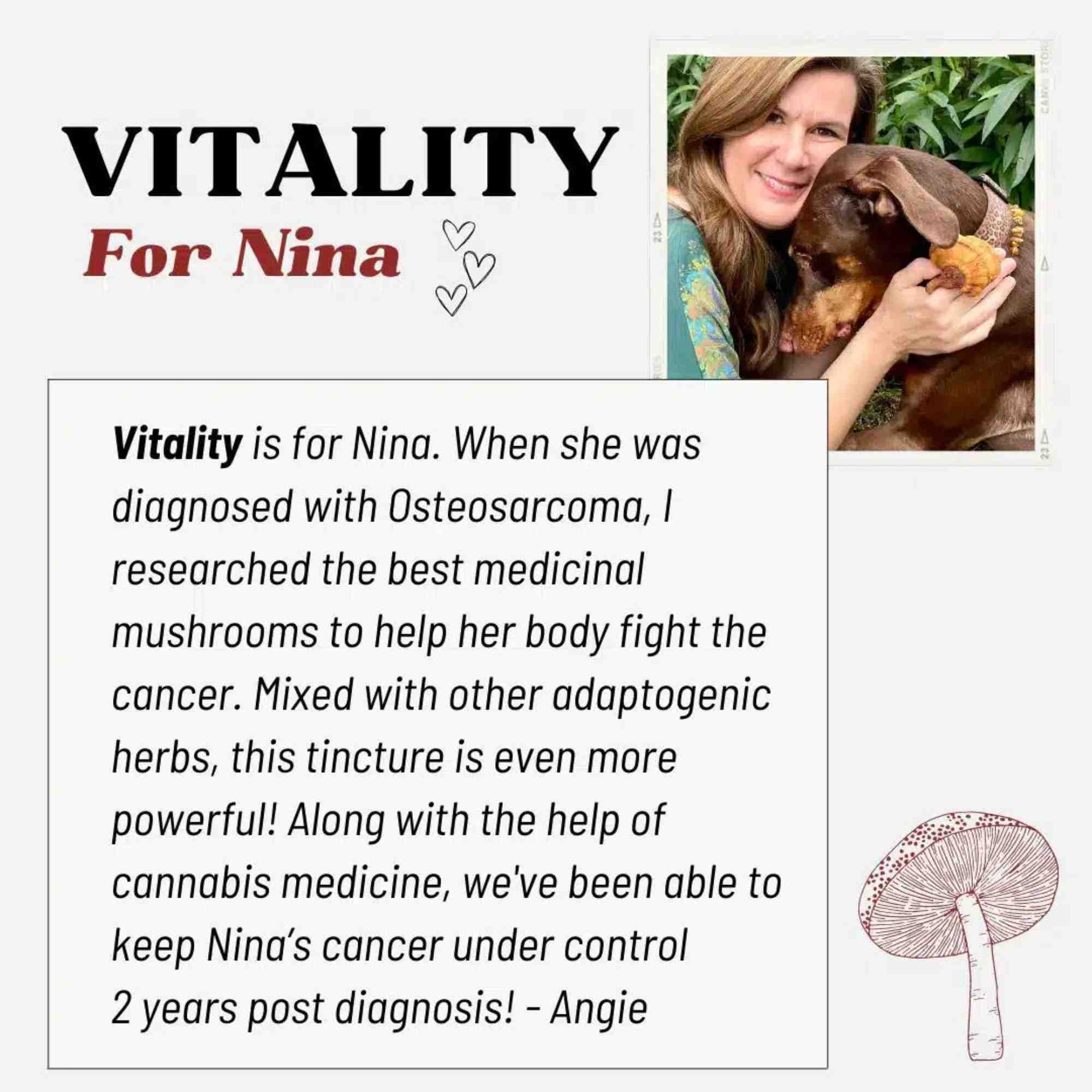 Vitality Mushrooms review and how it helped a dog with cancer