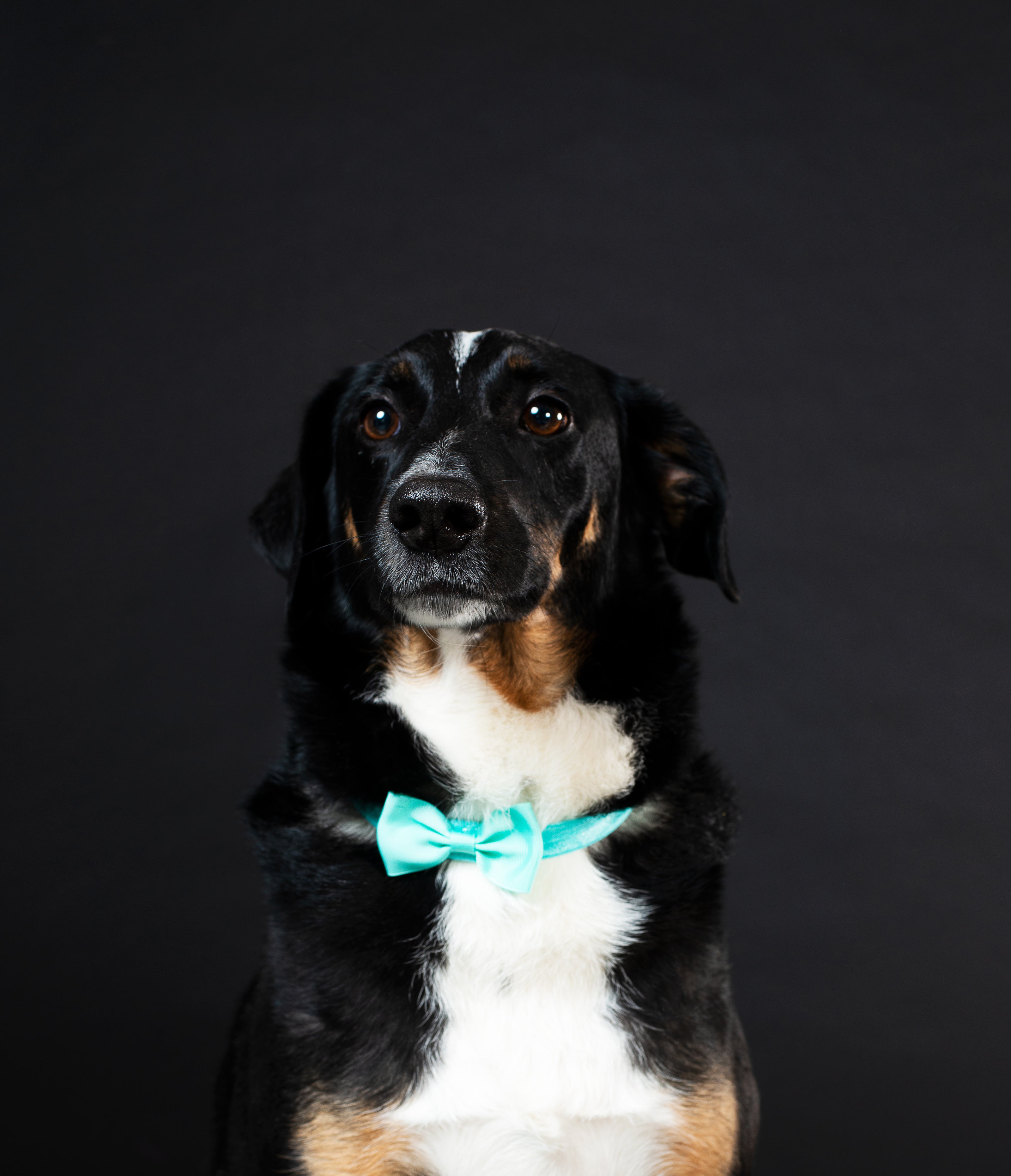 Dog wearing a bowtie on a black background