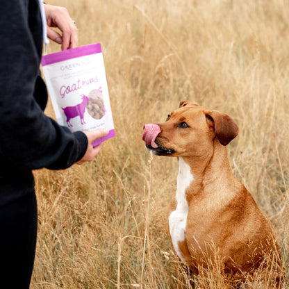 Dog being fed green juju goat purple treats