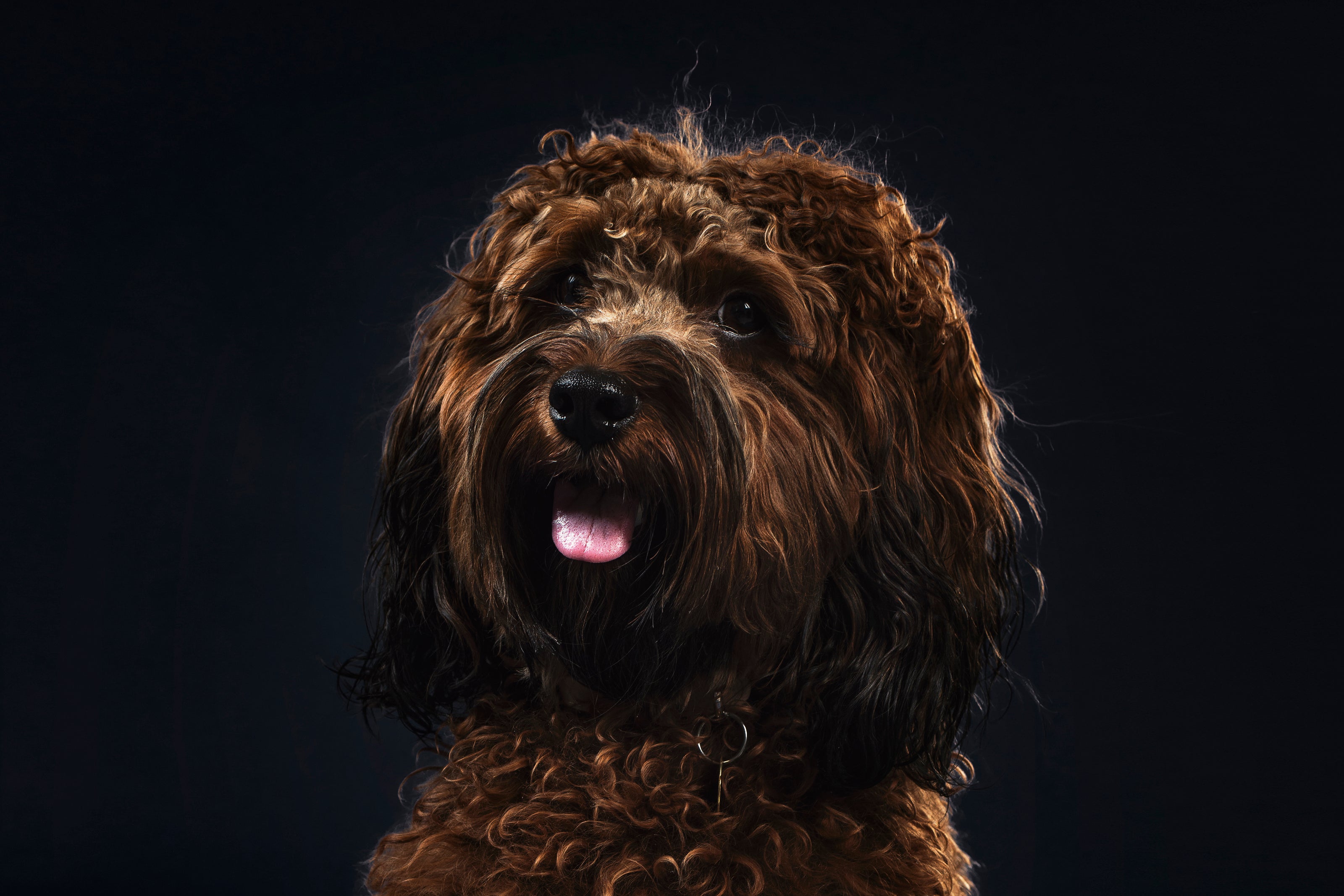 Spanish water dog on a black background