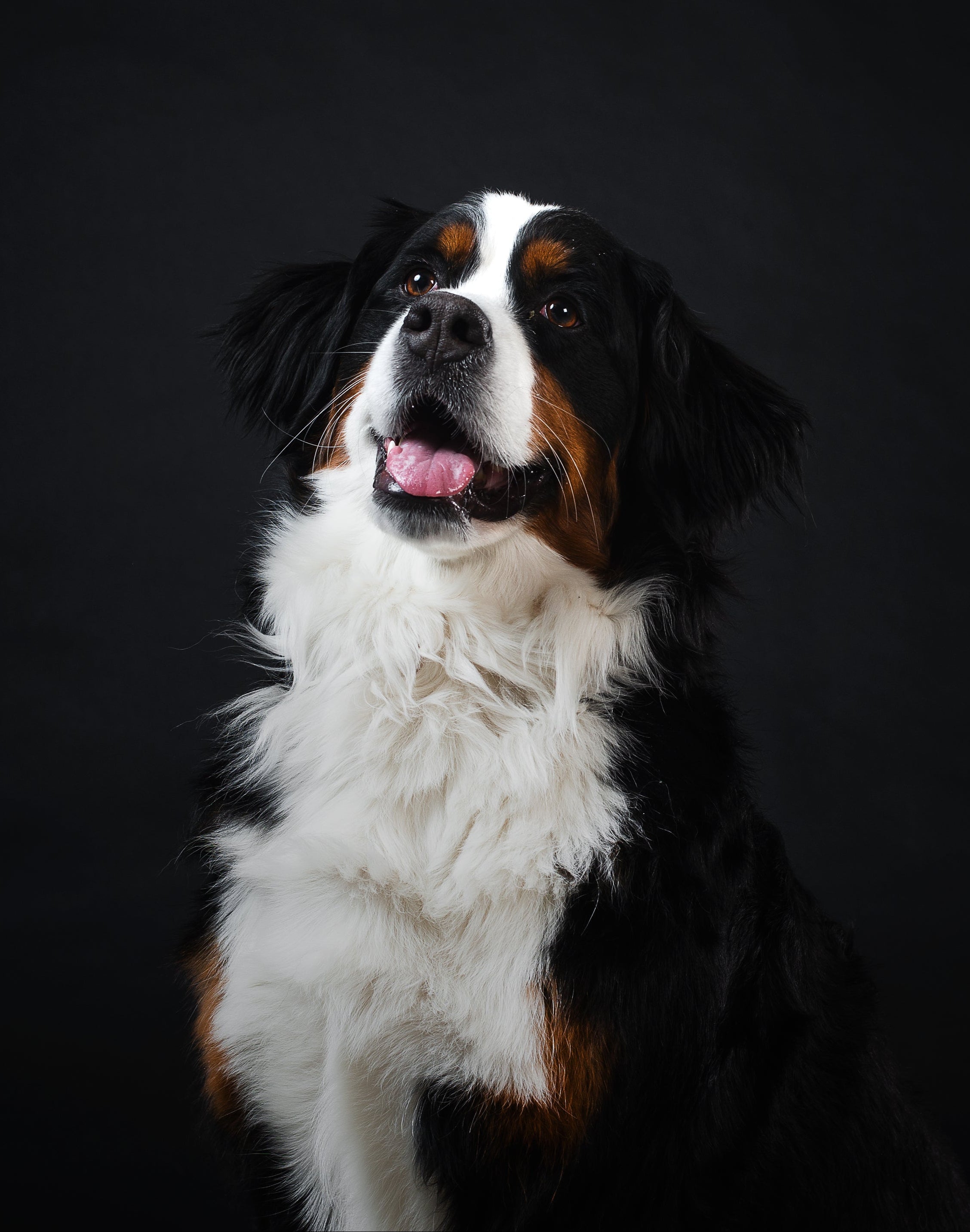 Bernese mountain dog on a black background